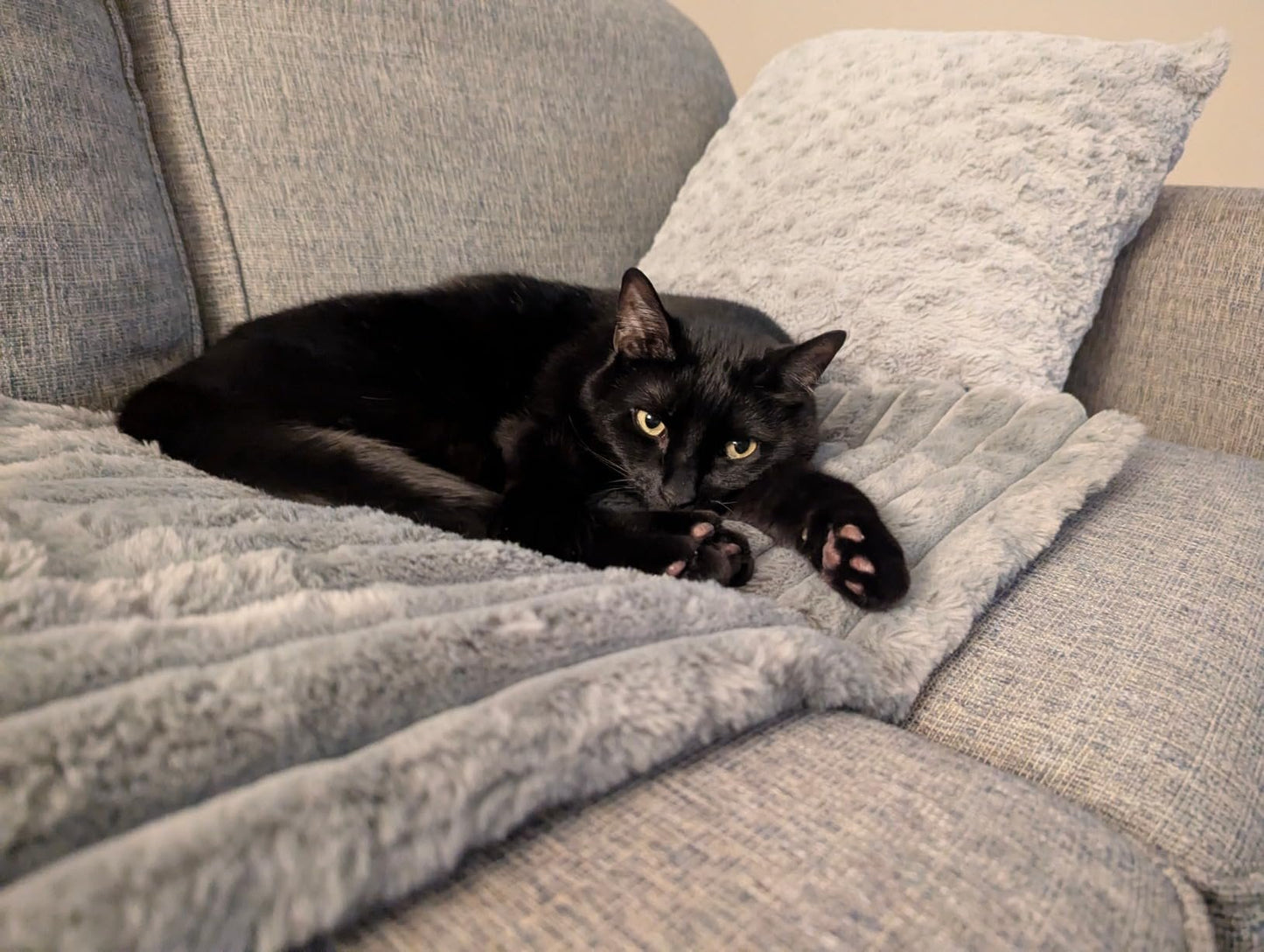 Black cat lying on a gray sofa with a blanket