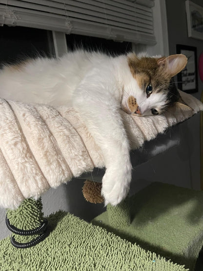 Cat lounging on a cat tree with a green rug below