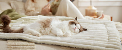 Cat lying on a soft blanket in a cozy room